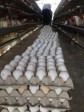 Haiti - Agriculture : Significant increase of egg production in Cité Soleil