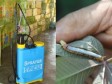 Haiti - Agriculture : Invasion of caterpillars in cassava plantations