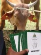 Haiti - Agriculture : Livestock Identification, results and prospects