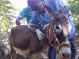 Haiti - Agriculture : Animal health review and perspective (2011-2017)