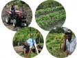 Haiti - Agriculture : The agricultural credit always too expensive