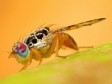 iciHaïti - Agriculture : Le Ministère poursuit sa lutte contre la mouche méditerranéenne