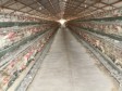 iciHaiti - Agriculture : «Chic Poulet» produces 4 million eggs per month