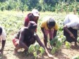 iciHaïti - Agriculture : Les Champs Écoles Paysans