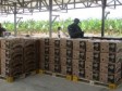 Haïti - Économie : Haïti à nouveau exportateur de bananes