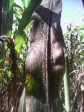 iciHaiti - Petit-Goâve : A strange disease ravaging the plantations of millet