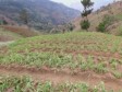 Haïti - Agriculture : Projet de 500,000 dollars américains à Nan Panyol