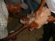 iciHaiti - Agriculture : Vaccination of chickens against Newcastle disease