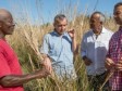 Haïti - Agriculture : Nouveau partenariat dans la filière du Vétiver