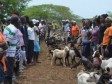 iciHaiti - Agriculture : Ceremony of passage of donation 