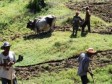 Haïti - Agriculture : 500,000 dollars de la Coopération Belge pour soutenir 3 communes