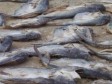 Haïti - Environnement : Des dizaines de poissons morts mystérieusement dans le lac Azuéi