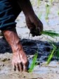 Haiti - Agriculture : Cholera Threatens Food Security in Haiti