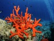 iciHaiti - Environment : Illegal exploitation of corals
