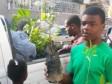 iciHaiti - Environment : Distribution of lemon seedlings
