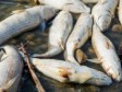 Haiti - FLASH : Dead fish and contamination, the Ministry calls for calm