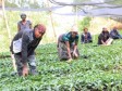 Haiti - Kenscoff : Revitalization of the culture of coffee