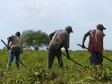 Haiti - Covid-19 : The agricultural sector needs special measures