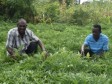 Haiti - Agriculture : FAO support to mitigate the impact of food insecurity