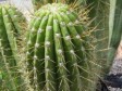 Haiti - Environment : Expo-cactus at Quisqueya Park