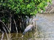 iciHaiti - Environment : The restoration of the mangroves of Cahouane a success