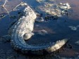 Haïti - Social : Des crocodiles circulent dans les zones inondée de Thomazeau