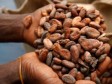 Haïti - Agricuture : Le cacao d’Haïti fait sa marque à l'internationale