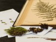 Haiti - Grand’Anse : The only herbarium in the country