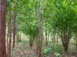 Haiti - Environment : Already 2 million trees planted in the North