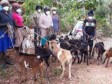 Haïti - Agriculture : La FAO contribue au repeuplement du petit élevage caprin et au traitement des maladies