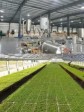 iciHaïti - Savane Diane : Le projet Stevia Agro Industrie pourrait générer plus de 20,000 emplois directs