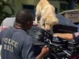 Haiti - Security : The canine unit is at work