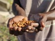 Haiti - World Bank : Donation of US$132 million for Haitian agriculture