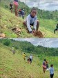 Haïti - Environnement : Campagne de reboisement à Kamak commune Camp-Perrin