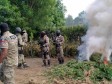 iciHaïti - Nord : Des plantations de marijuana brûlées par la Police