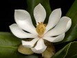 Haiti - Environment : A species of magnolia disappeared for 97 years rediscovered in Haiti