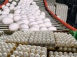 Haiti - Dominican Rep. : Egg export to Haiti suspended, flour authorized again
