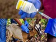 iciHaïti - Grand’Anse : Campagne de vaccination animale contre l’ANTRAX