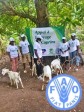 iciHaiti - Agriculture : Distribution of seeds and goats
