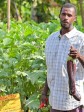 Haiti - Agriculture : Creation of 50 new «Peasant Field Schools» in 3 communes of Nippes