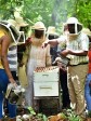 iciHaiti - Beekeeping : USAID and 6 universities in honey