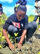 Climate change : Strengthening coastal ecosystems in Haut-Fourneau, Haiti