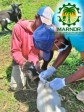 Anthrax - in Grand'Anse, the MARNDR steps up its efforts to combat it