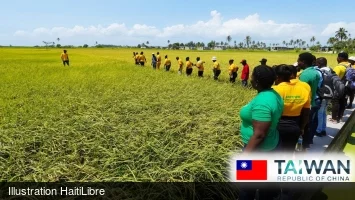 iciHaïti - Taïwan : Production rizicole, journée de démonstration au champ