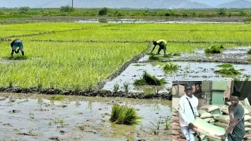 Taiwan : Transplanting of the second campaign underway in Haiti