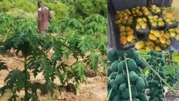 The papaya harvest season has arrived in Haiti