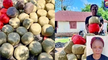 iciHaiti - Grand-Barrière : 333 kg of marijuana seized