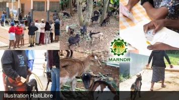 Kenscoff : Distribution of 264 goats