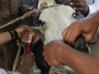 Haiti - Agriculture : Livestock Identification and control of slaughter
