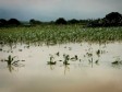 Haïti - Agriculture : 104 millions de pertes dans le secteur agricole
